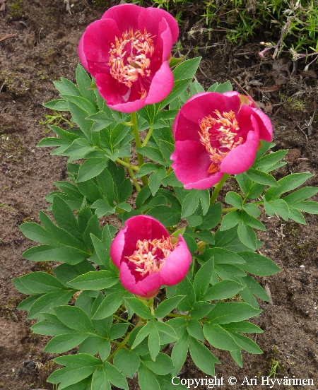 Paeonia officinalis 'Anemoniflora'